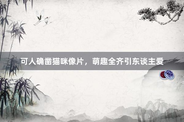 可人确凿猫咪像片，萌趣全齐引东谈主爱
