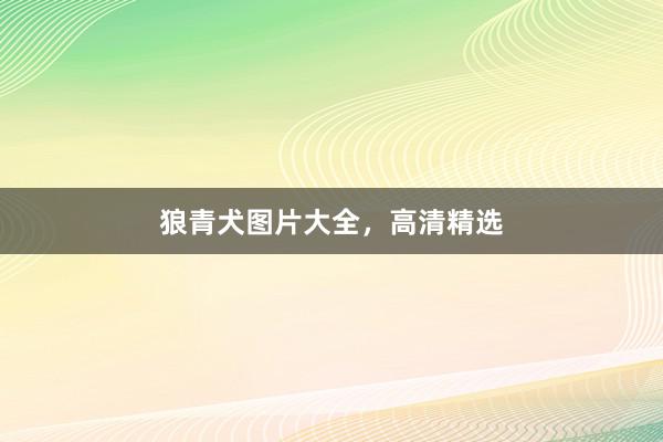 狼青犬图片大全，高清精选